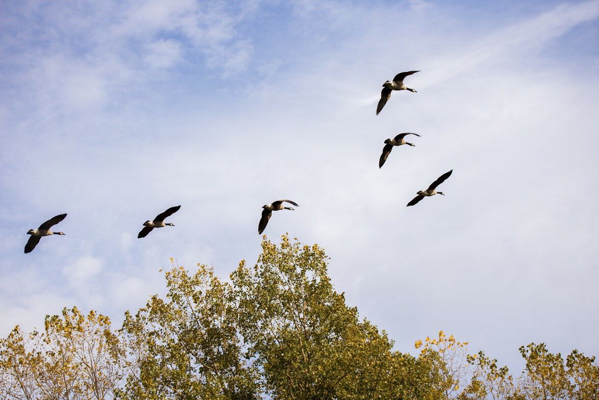 Slideshow image