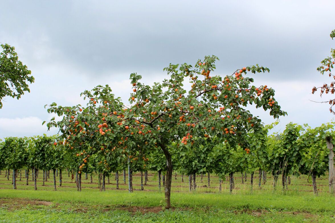 Slideshow image