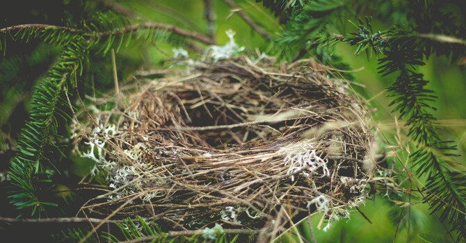 Empty Nesters