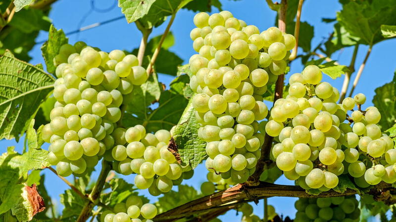 Bearing Lasting Fruit