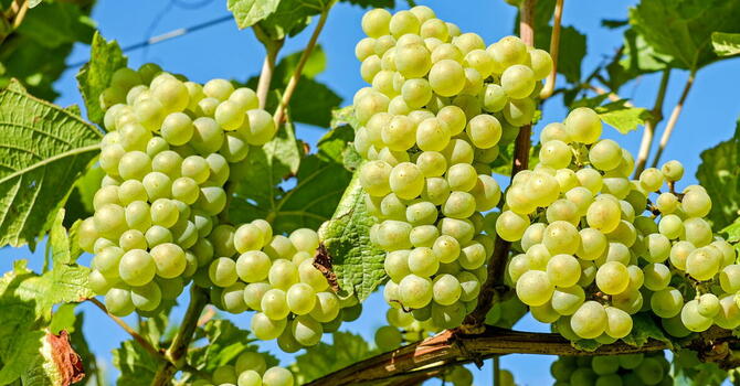 Bearing Lasting Fruit