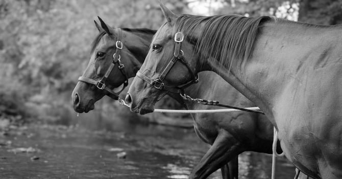 Equine Assissted Learning 