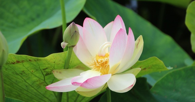 August 18, 2026 Devotion image