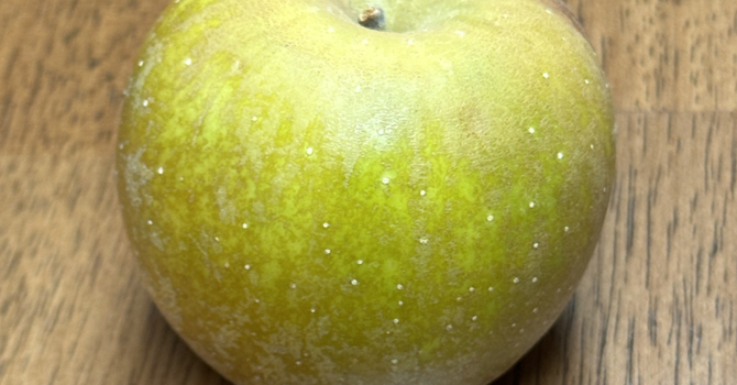 First Apple in Community Orchard image
