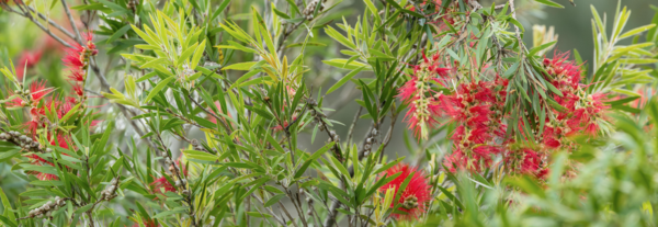 Revitalising Our Gardens