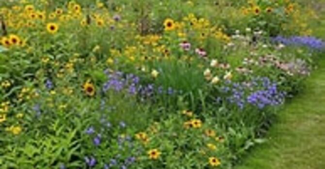 Wildflowers image