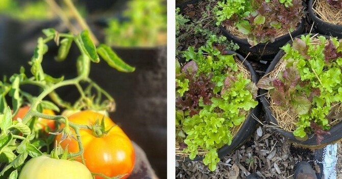 Visit to the Shelbourne Community Kitchen Garden