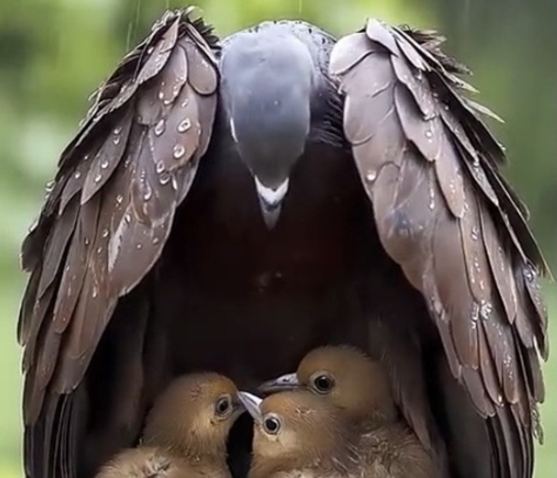 Chill Under His Wings