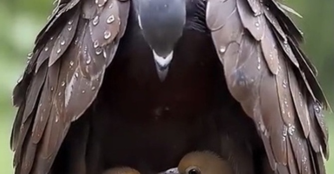 Chill Under His Wings