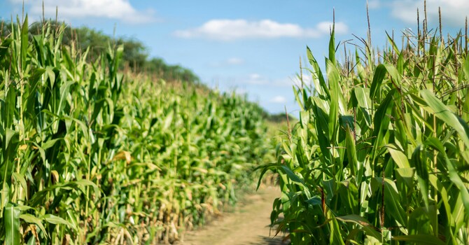 Alpha and Omega Corn Maze