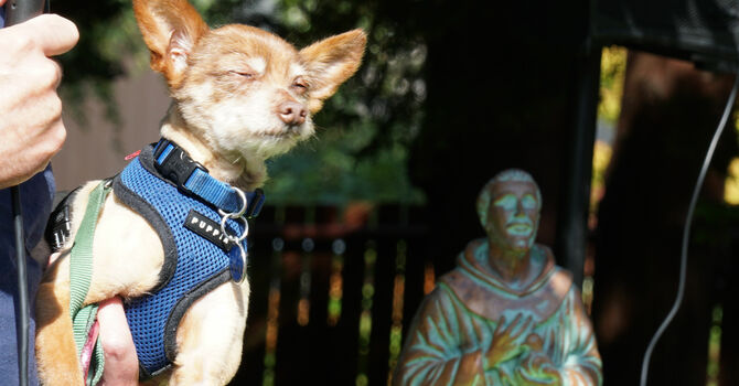 Pet Blessing