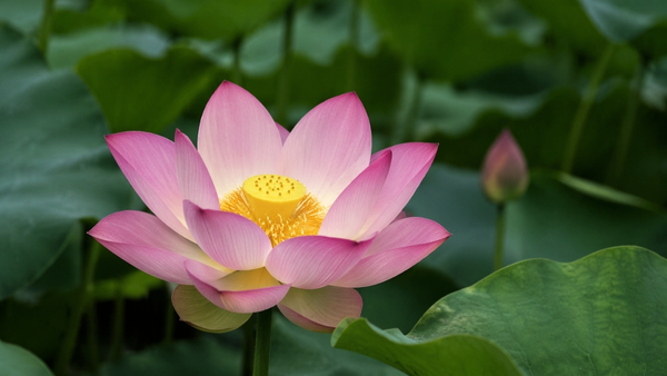Healing Pathway Returns in September
