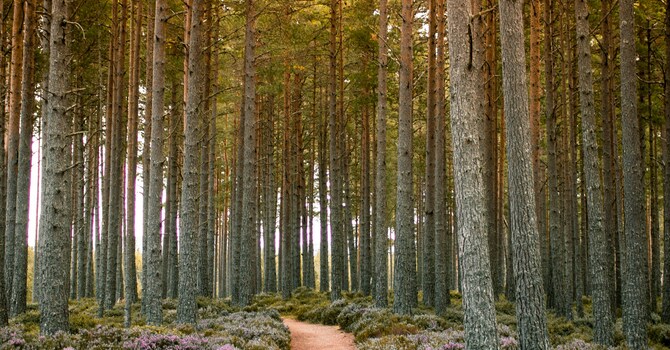 PEACEFUL PATHS – STUDIES IN PROVERBS image