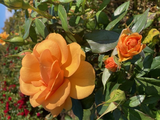 Slideshow image