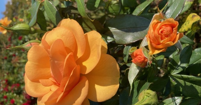 The Season of Creation: a reflection image