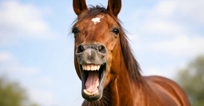 Straight from the Horse's Mouth image