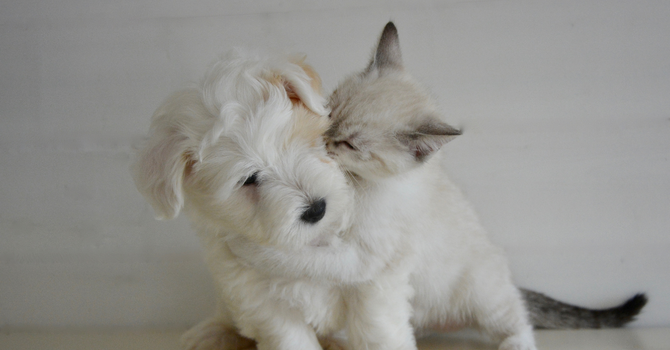 Blessing of the Animals