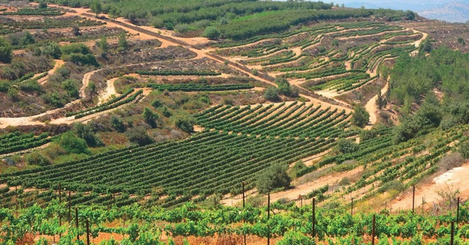 Parable of the Vineyard