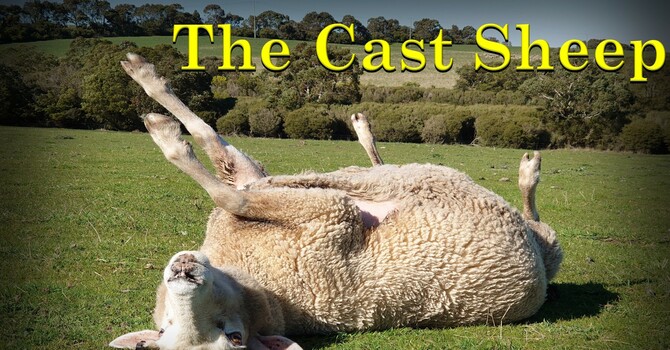 The Cast Sheep