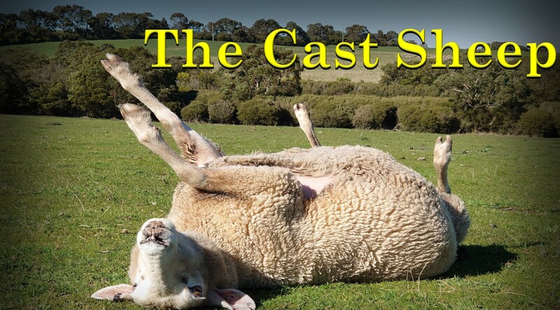 The Cast Sheep