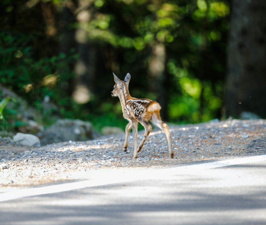 Slideshow image