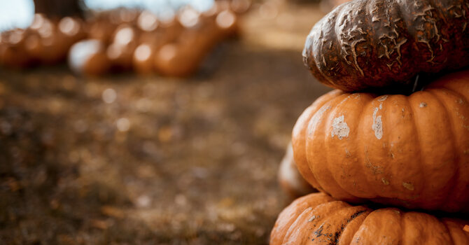 Family Fall Fest at the Farm