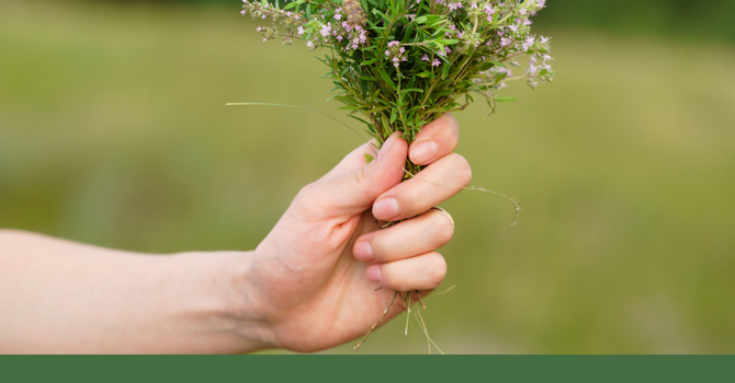Thyme