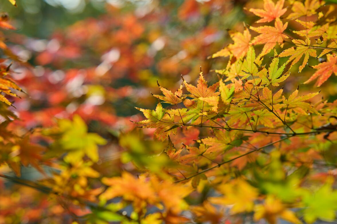 Slideshow image