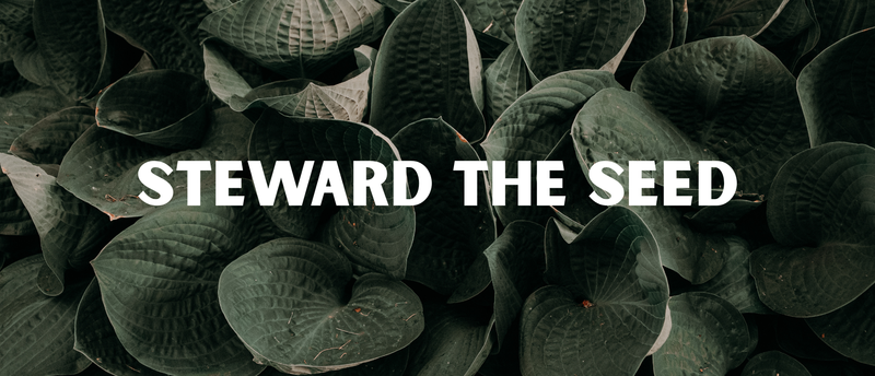 Steward The Seed