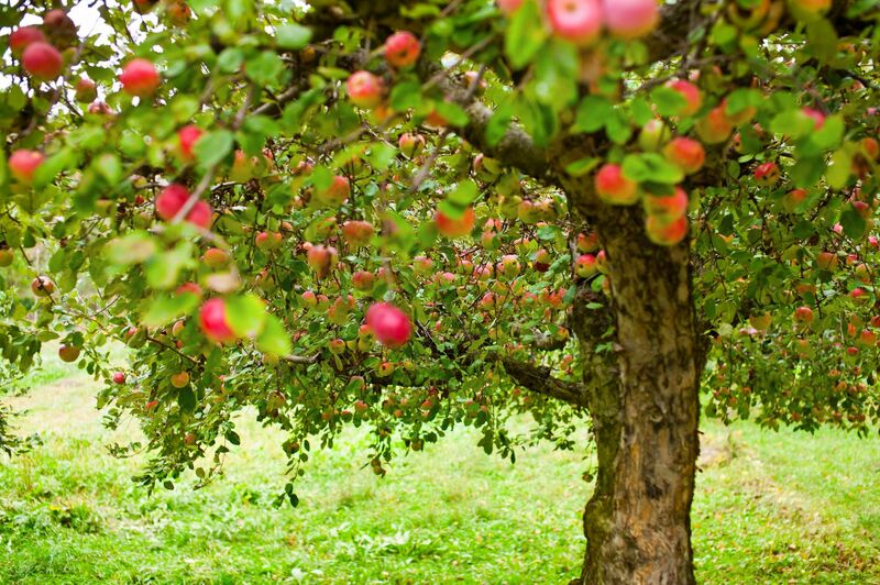 Known By Our Fruit