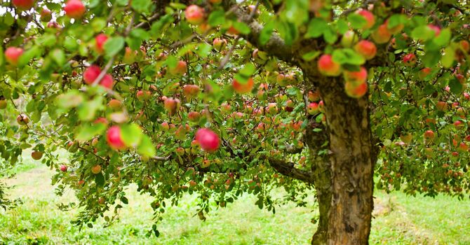 Known By Our Fruit