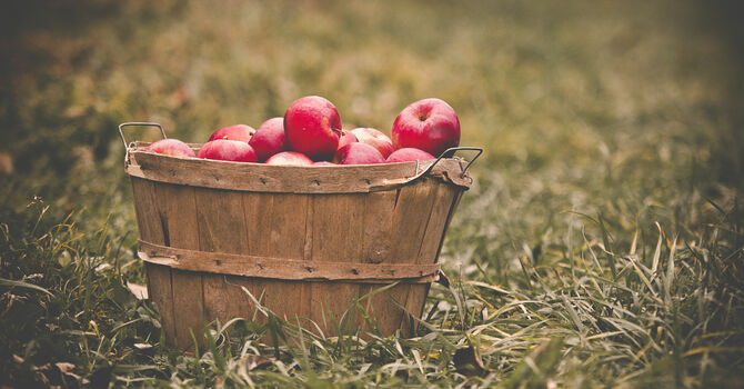 An Apple Social!