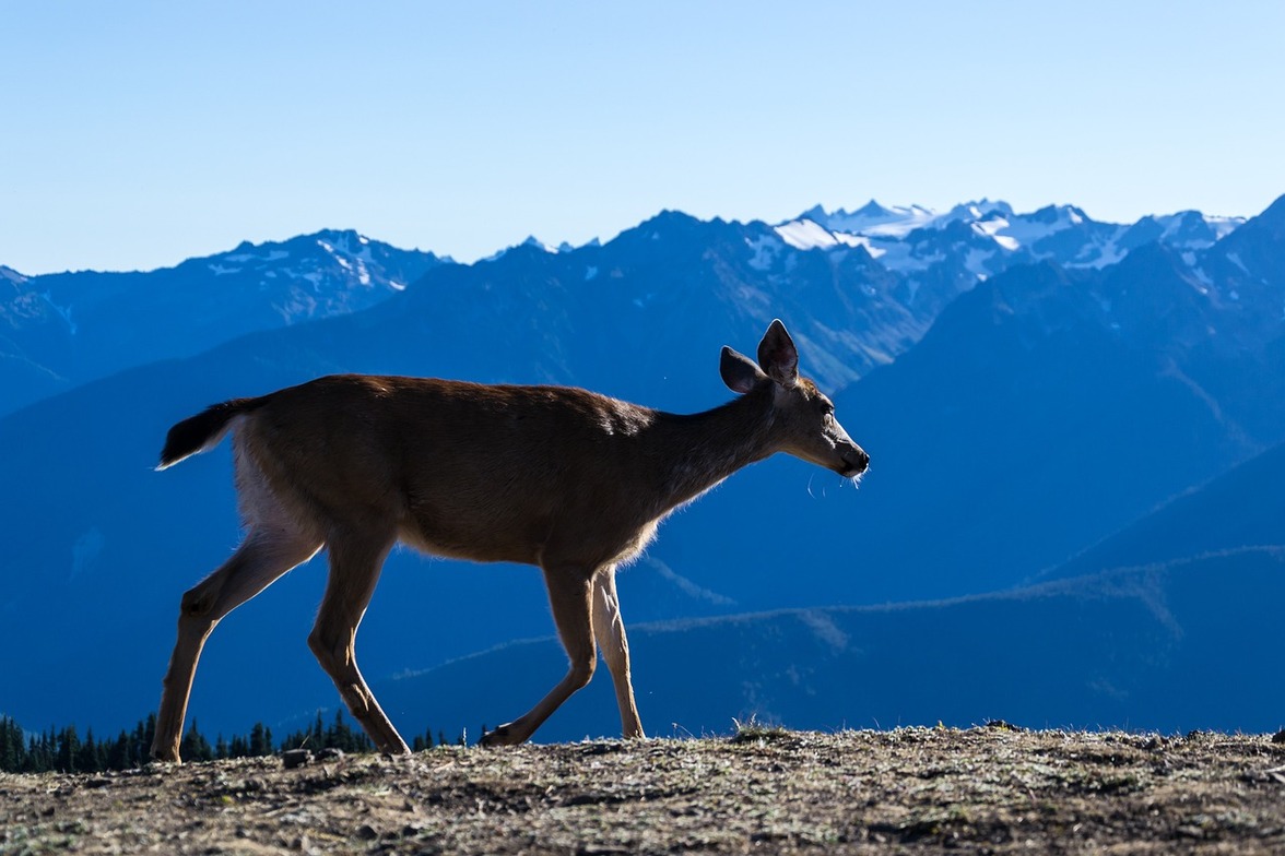 Slideshow image