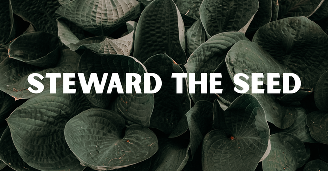 Steward The Seed