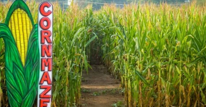 Refinery Corn Maze Outing