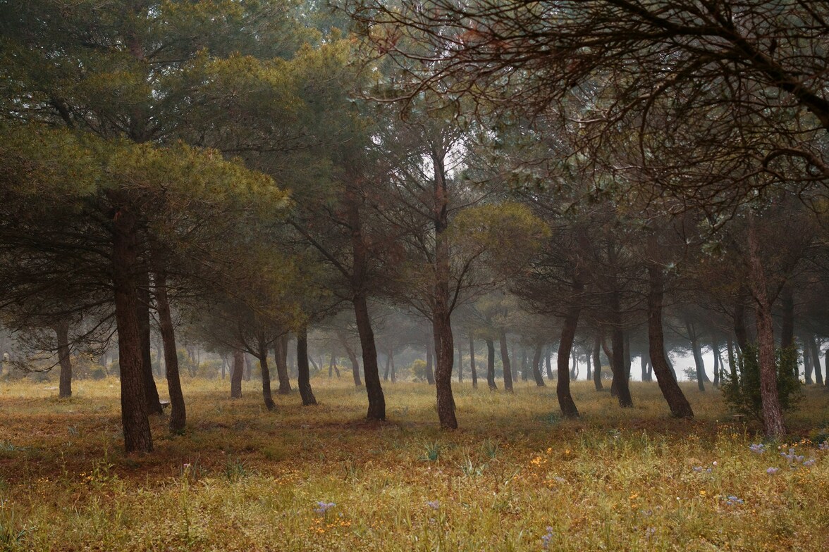 Slideshow image