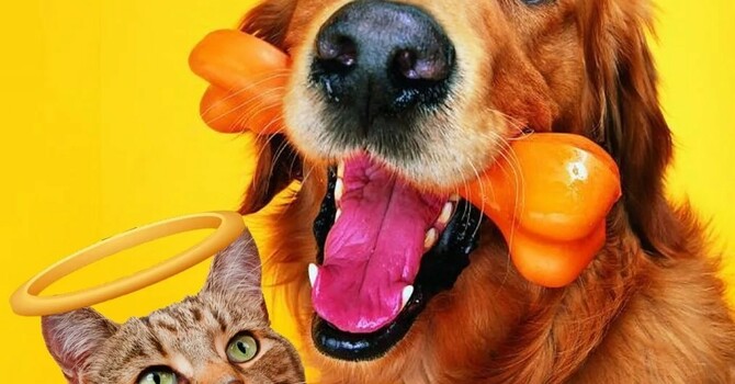 How to Bless a Dog (and Anything Else)