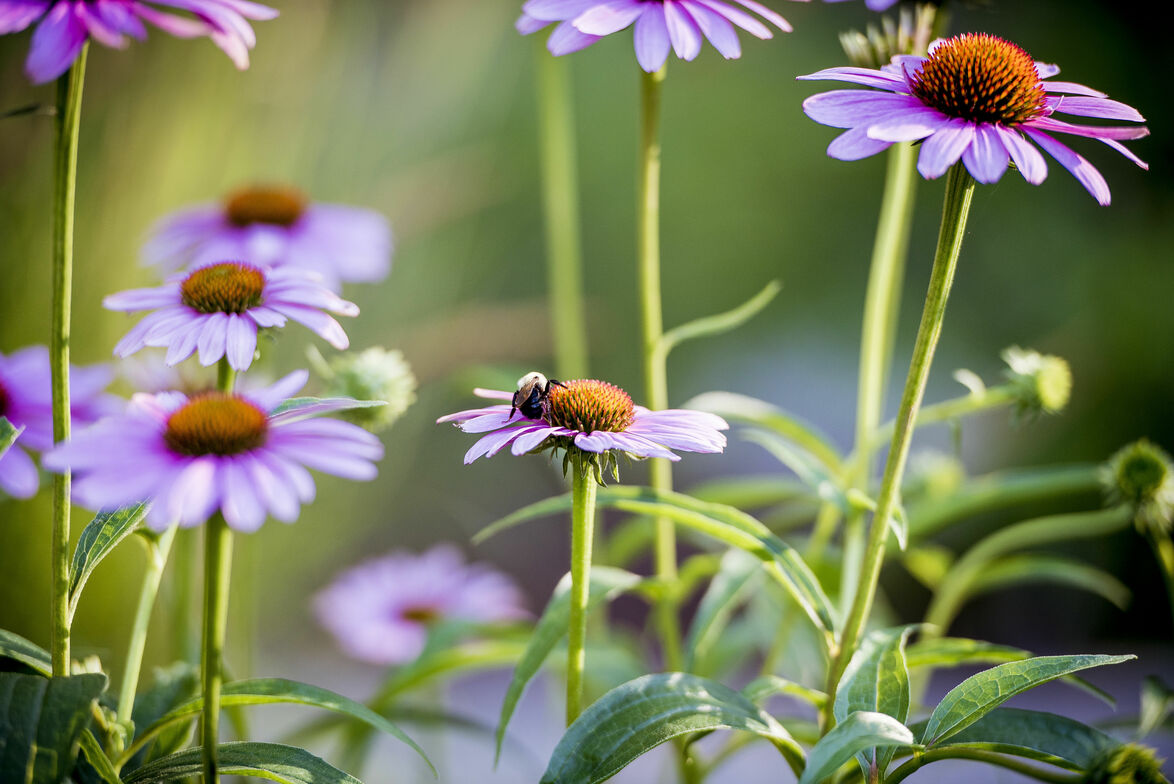 Slideshow image