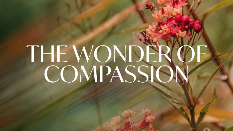 The Wonder of Compassion