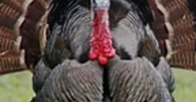 Annual Turkey Drive