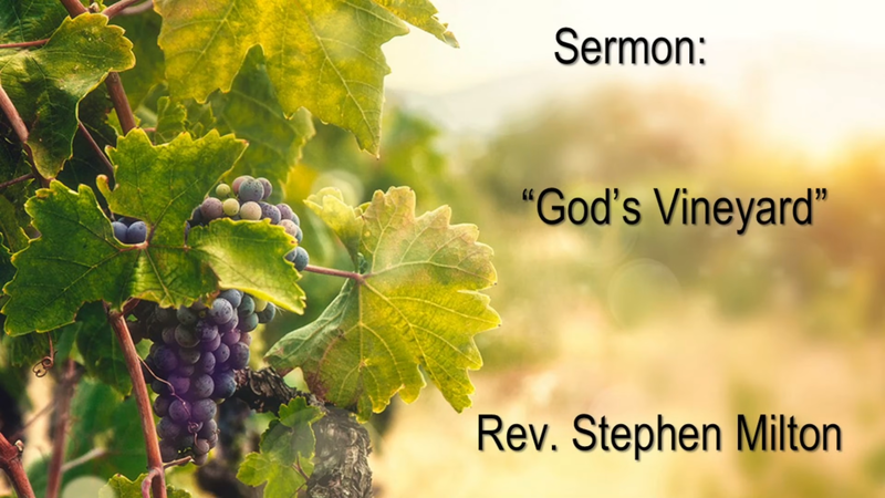 God's Vineyard