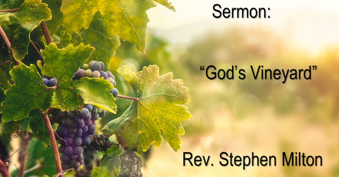 God's Vineyard