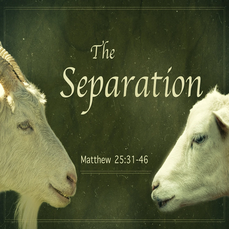 Sheep & Goats