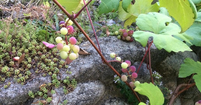 Labourers in the Vineyard