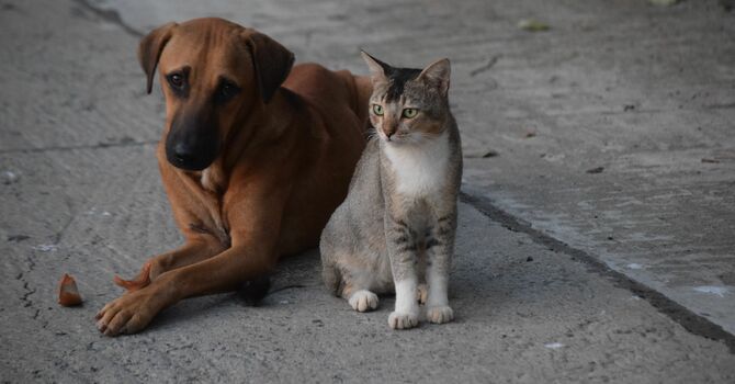 Pet Blessing 
