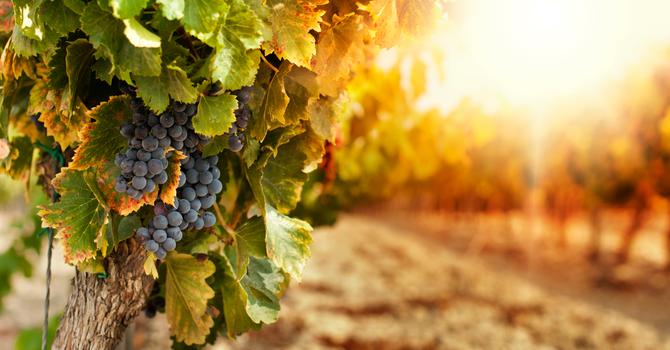 “Go and work in the vineyard today”