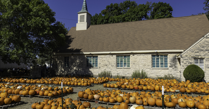 Pumpkin Patch 2026