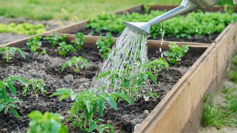 Planting, Watering, Weeding, Waiting