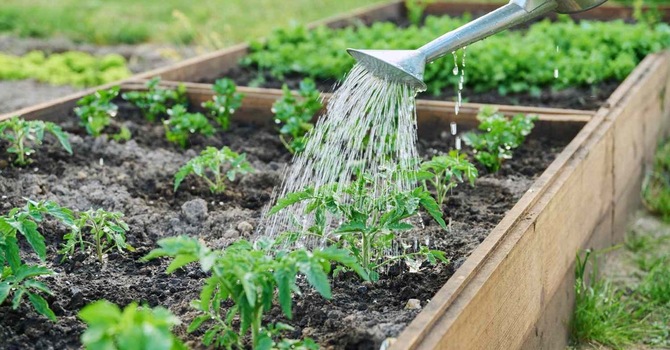 Planting, Watering, Weeding, Waiting