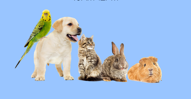 Pet Blessing